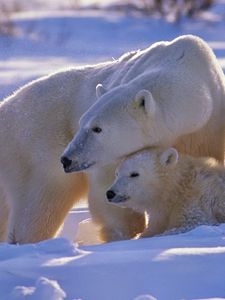 Preview wallpaper polar bear, bear, family, babies, snow, walk