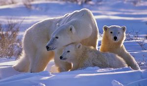 Preview wallpaper polar bear, bear, family, babies, snow, walk