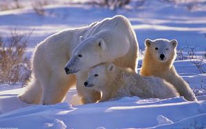 Preview wallpaper polar bear, bear, family, babies, snow, walk