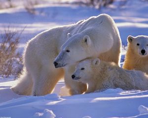 Preview wallpaper polar bear, bear, family, babies, snow, walk