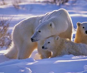 Preview wallpaper polar bear, bear, family, babies, snow, walk