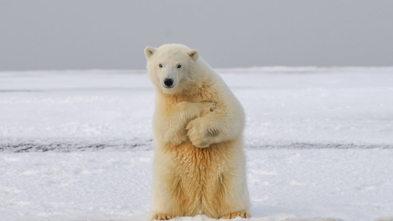 Wallpaper polar bear, bear, funny, ice, snow