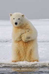 Preview wallpaper polar bear, bear, funny, ice, snow