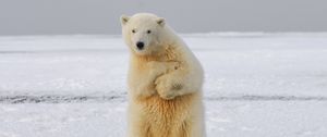 Preview wallpaper polar bear, bear, funny, ice, snow