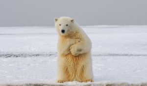 Preview wallpaper polar bear, bear, funny, ice, snow