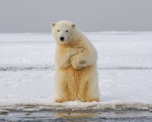 Preview wallpaper polar bear, bear, funny, ice, snow