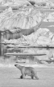 Preview wallpaper polar bear, bear, ice, predator, bw