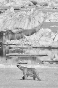 Preview wallpaper polar bear, bear, ice, predator, bw