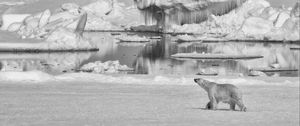 Preview wallpaper polar bear, bear, ice, predator, bw