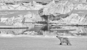 Preview wallpaper polar bear, bear, ice, predator, bw