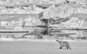 Preview wallpaper polar bear, bear, ice, predator, bw