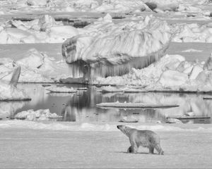 Preview wallpaper polar bear, bear, ice, predator, bw