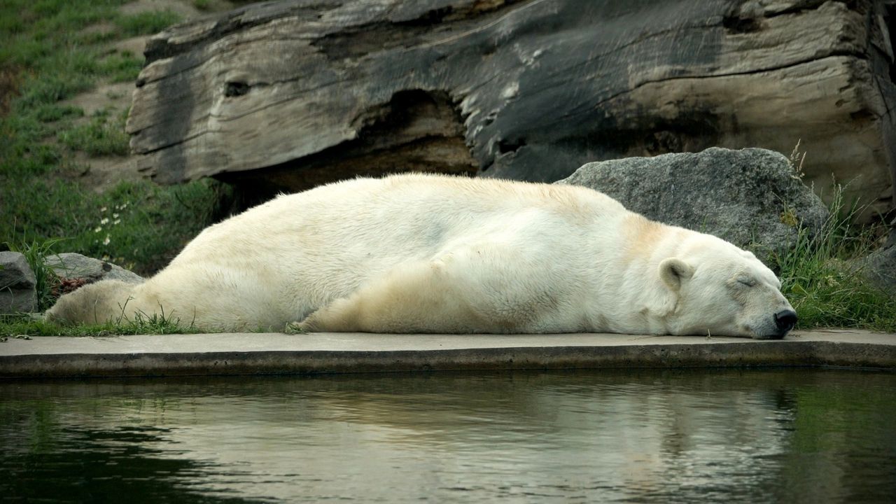 Wallpaper polar bear, bear, lie down, sleep, water