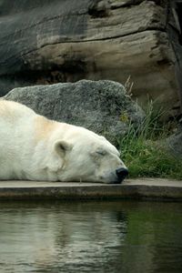 Preview wallpaper polar bear, bear, lie down, sleep, water