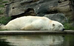 Preview wallpaper polar bear, bear, lie down, sleep, water