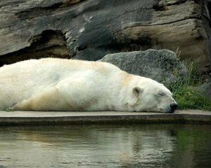 Preview wallpaper polar bear, bear, lie down, sleep, water