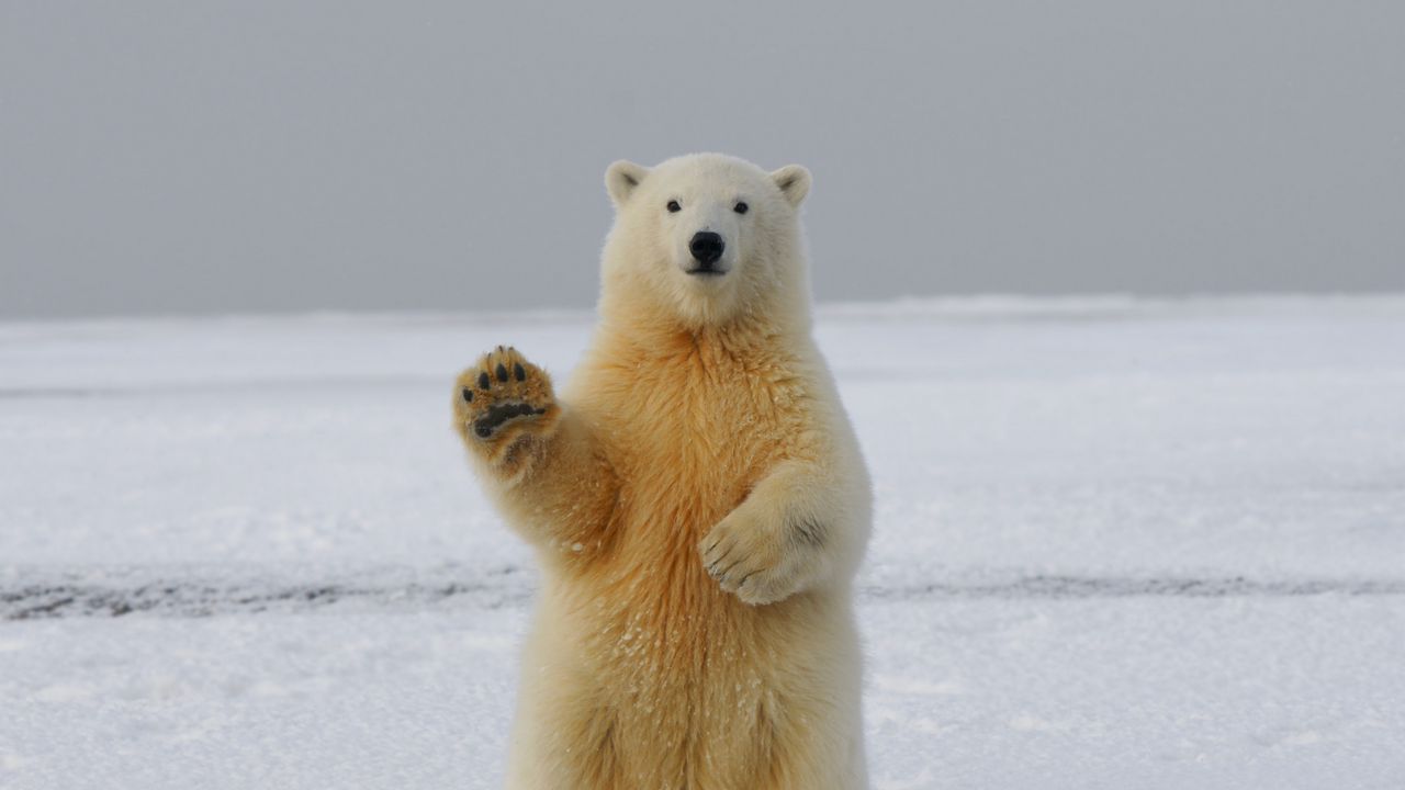 Wallpaper polar bear, bear, paw, funny