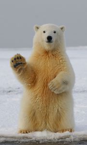 Preview wallpaper polar bear, bear, paw, funny