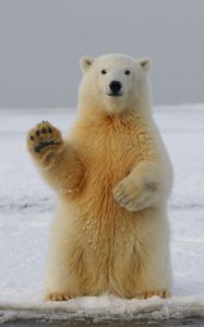 Preview wallpaper polar bear, bear, paw, funny