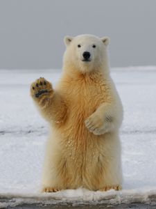 Preview wallpaper polar bear, bear, paw, funny