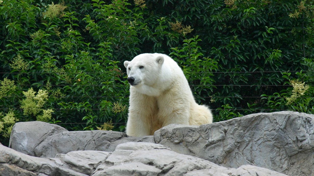 Wallpaper polar bear, bear, predator, rocks