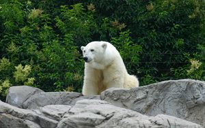 Preview wallpaper polar bear, bear, predator, rocks