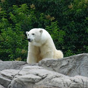 Preview wallpaper polar bear, bear, predator, rocks