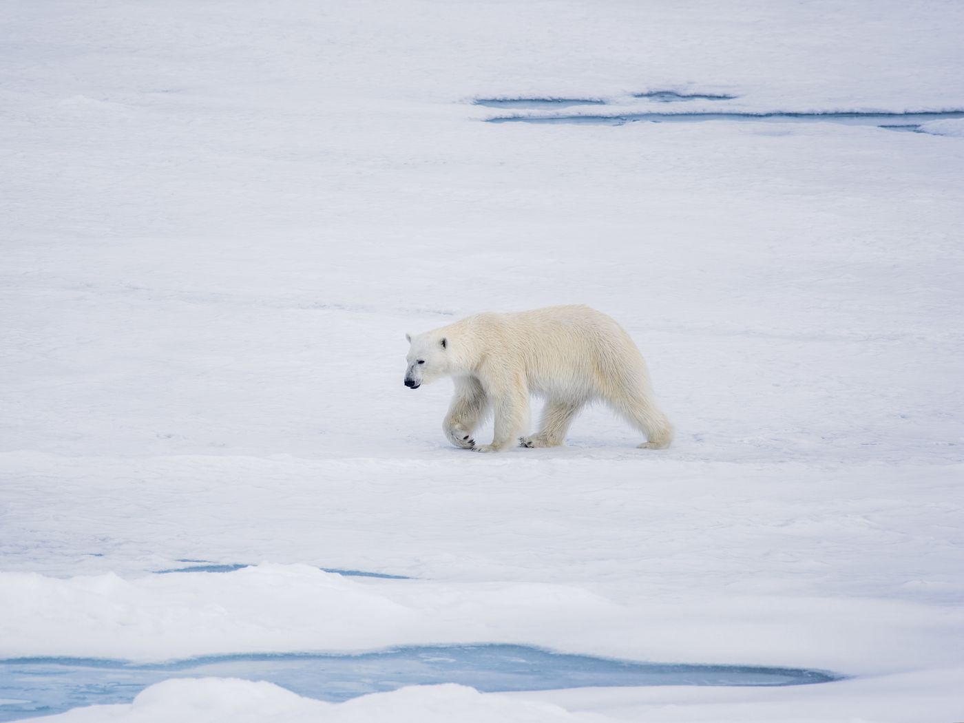 1400x1050 Wallpaper polar bear, bear, predator, ice, snow