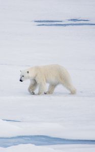 Preview wallpaper polar bear, bear, predator, ice, snow