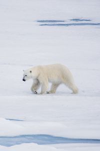 Preview wallpaper polar bear, bear, predator, ice, snow