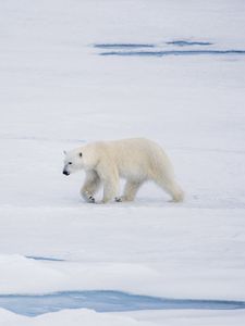 Preview wallpaper polar bear, bear, predator, ice, snow