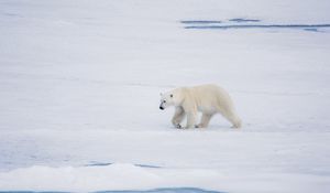 Preview wallpaper polar bear, bear, predator, ice, snow