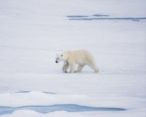 Preview wallpaper polar bear, bear, predator, ice, snow