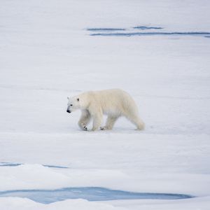 Preview wallpaper polar bear, bear, predator, ice, snow