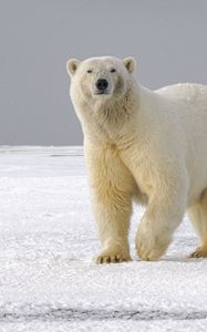 Preview wallpaper polar bear, bear, predator, glance, ice, snow