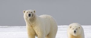 Preview wallpaper polar bear, bear, predator, glance, ice, snow