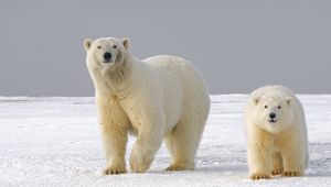 Preview wallpaper polar bear, bear, predator, glance, ice, snow