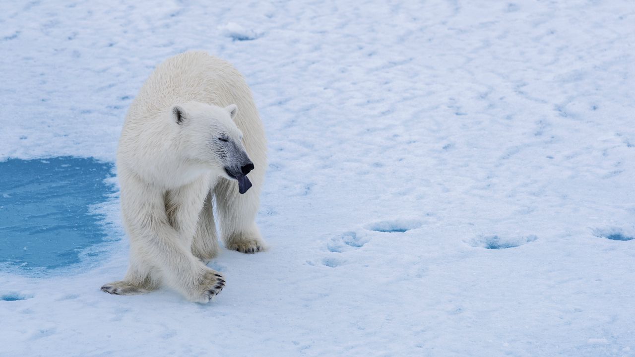 Wallpaper polar bear, bear, predator, snow, water
