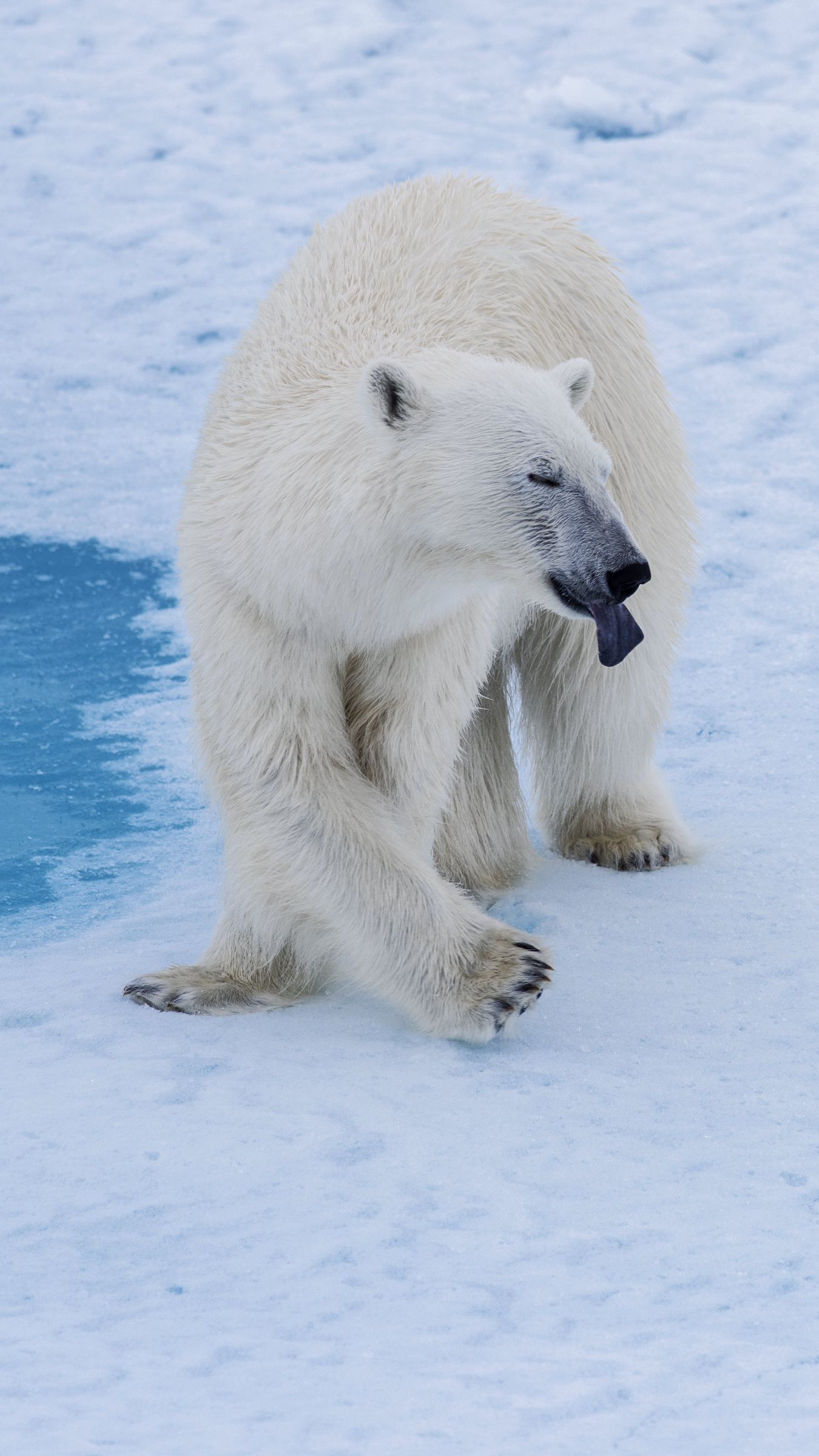 Polar Bear Wallpaper APK for Android Download