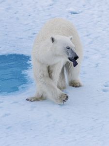 Preview wallpaper polar bear, bear, predator, snow, water