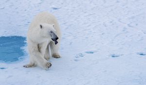 Preview wallpaper polar bear, bear, predator, snow, water