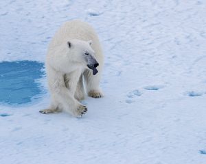 Preview wallpaper polar bear, bear, predator, snow, water