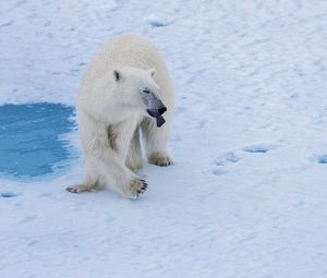 Preview wallpaper polar bear, bear, predator, snow, water