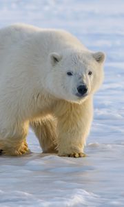 Preview wallpaper polar bear, bear, predator, ice