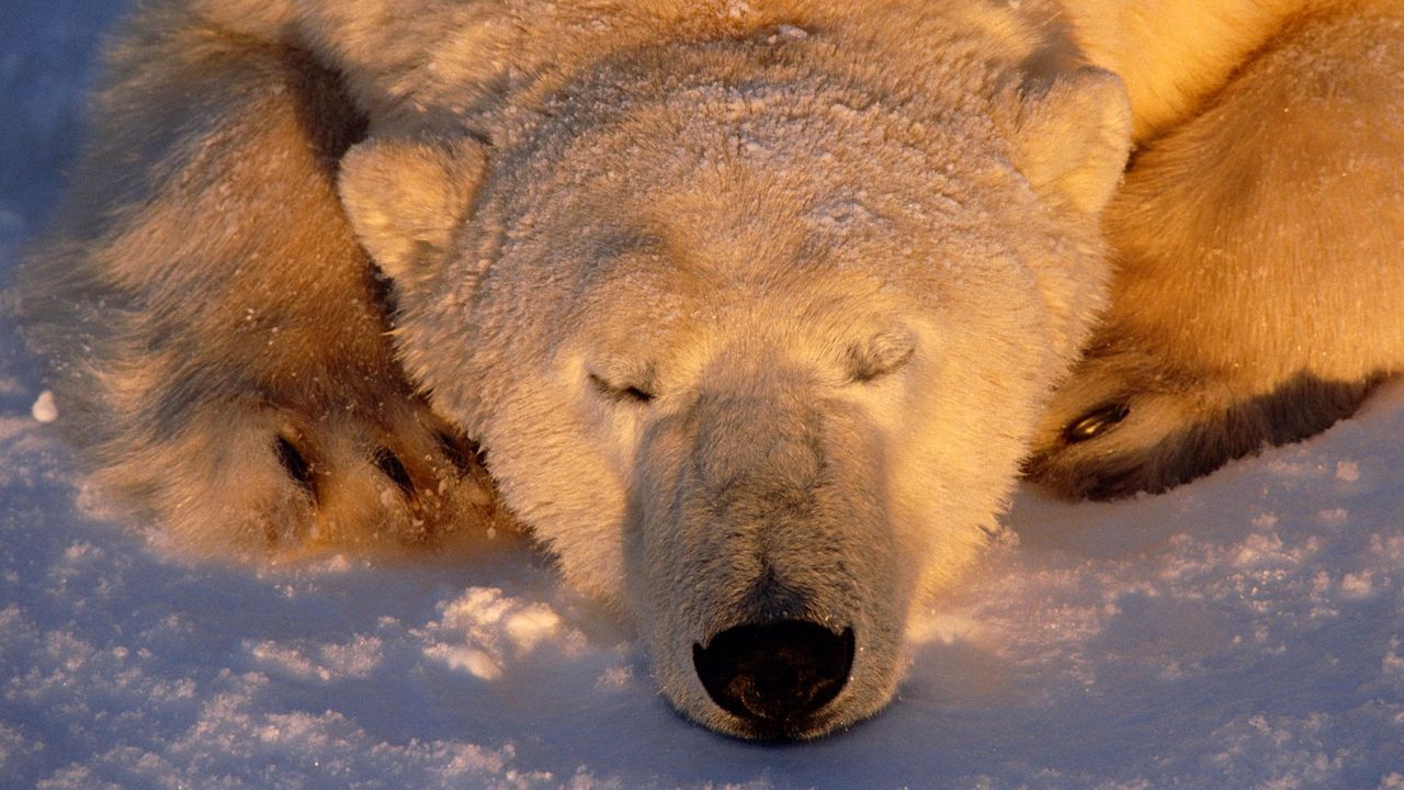 Wallpaper polar bear, bear, sleeping, snout, snow
