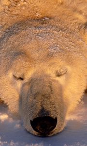 Preview wallpaper polar bear, bear, sleeping, snout, snow