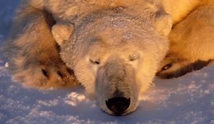 Preview wallpaper polar bear, bear, sleeping, snout, snow