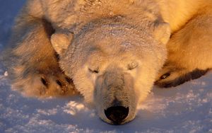 Preview wallpaper polar bear, bear, sleeping, snout, snow