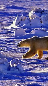 Preview wallpaper polar bear, bear, walk, shadow, snow