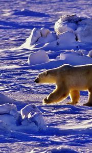 Preview wallpaper polar bear, bear, walk, shadow, snow